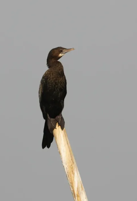Framed Print : Little Cormorant (Phalacrocorax niger) adult, standing on post, Dibru-Saikhowa N. P. Assam, India, february Framed Print : Little Cormorant (Phalacrocorax niger) adult, standing on post, Dibru-Saikhowa N. P. Assam, India, february