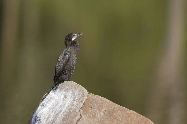 Little Cormorant (Phalacrocorax niger) adult, sitting on rock, Kanha N. P. Madhya Pradesh, India, March