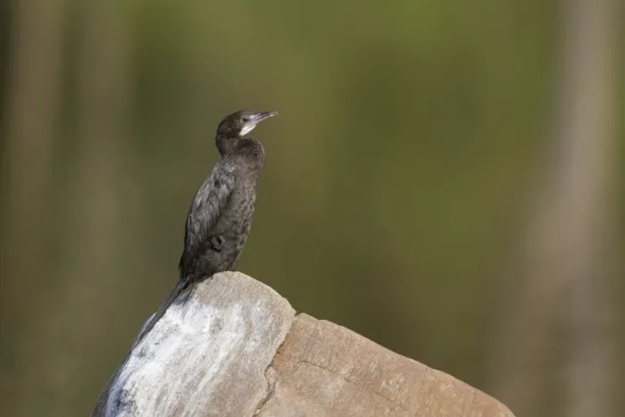 Framed Print : Little Cormorant (Phalacrocorax niger) adult, sitting on rock, Kanha N. P. Madhya Pradesh, India, March Framed Print : Little Cormorant (Phalacrocorax niger) adult, sitting on rock, Kanha N. P. Madhya Pradesh, India, March