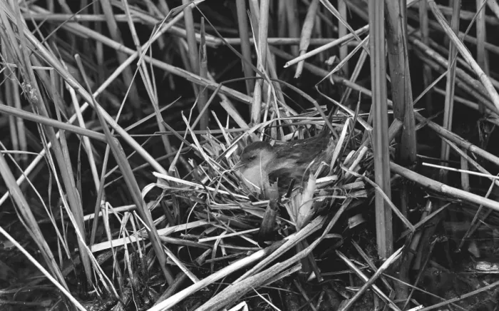 Framed Print : Little Crake taken in Hungary. Taken by Eric Hosking in 1961 Framed Print : Little Crake taken in Hungary. Taken by Eric Hosking in 1961