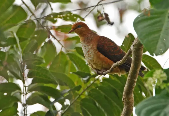 Framed Print : Little Cuckoo-dove (Macropygia ruficeps assimilis) juvenile, perched in tree, Kaeng Krachan N. P. Thailand, november Framed Print : Little Cuckoo-dove (Macropygia ruficeps assimilis) juvenile, perched in tree, Kaeng Krachan N. P. Thailand, november