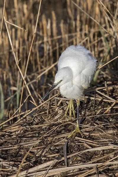 Little Egret on dead reed, Minsmere Suffolk