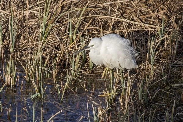 Little Egret on dead reed, Minsmere Suffolk