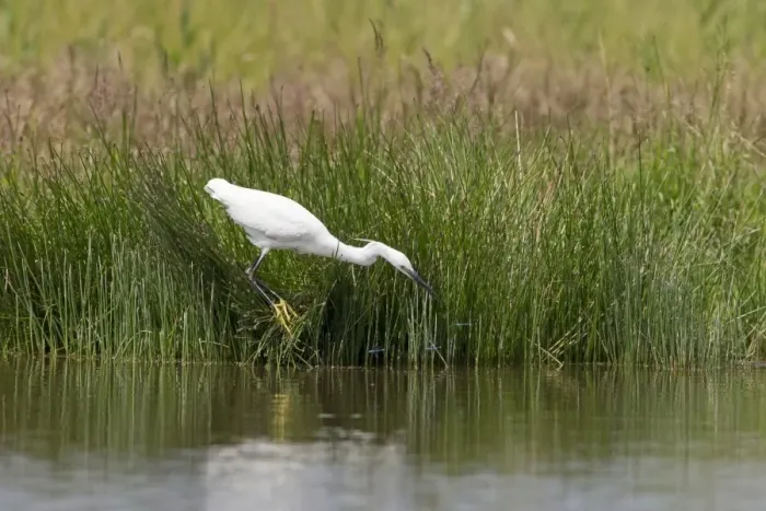 Framed Print : Little Egret (Egretta garzetta) adult, breeding plumage, hunting damselflies, standing at edge of water, Suffolk Framed Print : Little Egret (Egretta garzetta) adult, breeding plumage, hunting damselflies, standing at edge of water, Suffolk