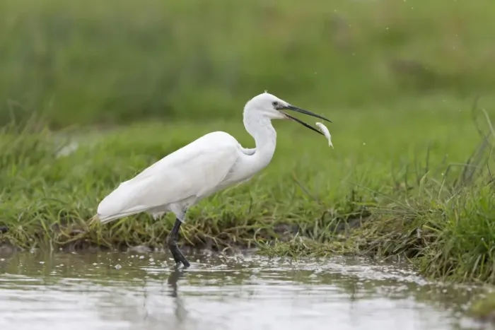 Framed Print : Little Egret (Egretta garzetta) adult, feeding on fish, standing in water, Suffolk, England, August Framed Print : Little Egret (Egretta garzetta) adult, feeding on fish, standing in water, Suffolk, England, August
