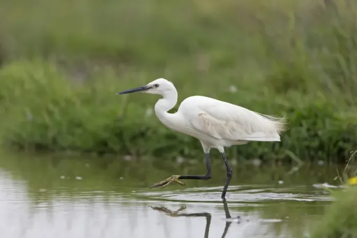 Framed Print : Little Egret (Egretta garzetta) adult, wading in water, Suffolk, England, August