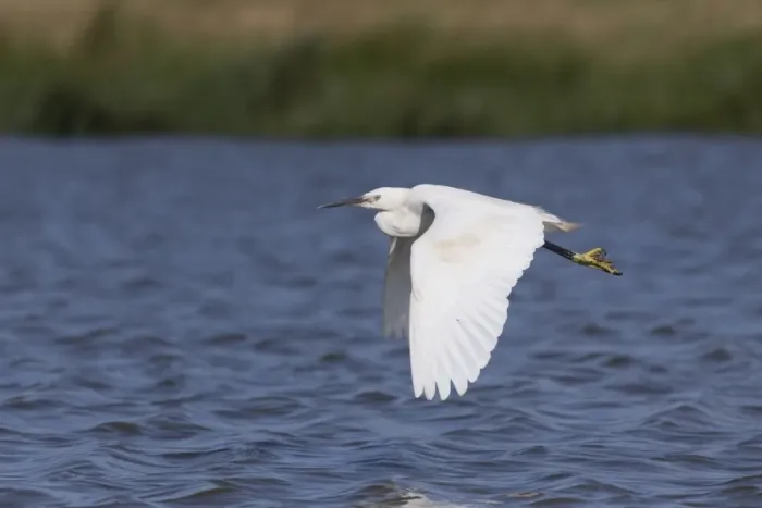 Framed Print : Little Egret (Egretta garzetta) adult, in flight over water, Suffolk, England, August Framed Print : Little Egret (Egretta garzetta) adult, in flight over water, Suffolk, England, August
