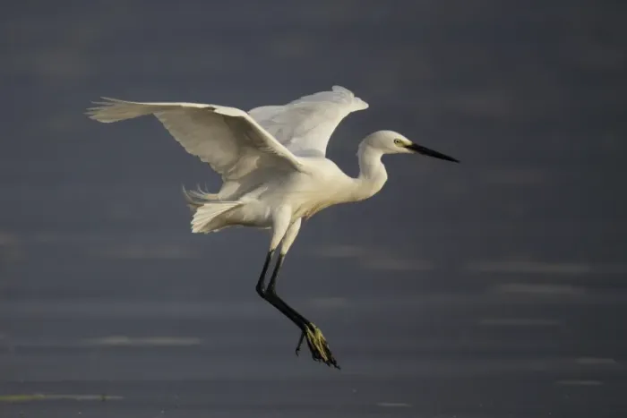 Framed Print : Little Egret (Egretta garzetta) adult, in flight, landing in wetland, Mai Po Marshes Reserve, New Territories Framed Print : Little Egret (Egretta garzetta) adult, in flight, landing in wetland, Mai Po Marshes Reserve, New Territories