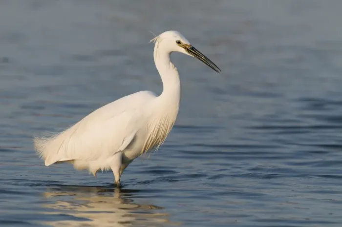 Framed Print : Little Egret (Egretta garzetta) adult, fishing in shallows, England Framed Print : Little Egret (Egretta garzetta) adult, fishing in shallows, England
