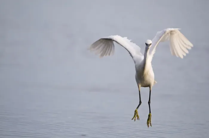 Framed Print : Little Egret (Egretta garzetta) adult, in flight, landing in water, Norfolk, England, july Framed Print : Little Egret (Egretta garzetta) adult, in flight, landing in water, Norfolk, England, july