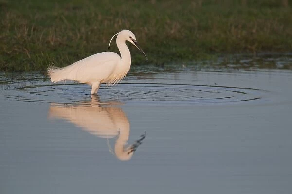 Little Egret (Egretta garzetta) adult, standing in shallows at sunset, North Kent Marshes, Isle of Sheppey, Kent, England, february