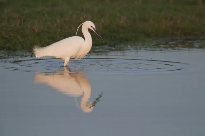 Framed Print : Little Egret (Egretta garzetta) adult, standing in shallows at sunset, North Kent Marshes, Isle of Sheppey, Kent, England, february Framed Print : Little Egret (Egretta garzetta) adult, standing in shallows at sunset, North Kent Marshes, Isle of Sheppey, Kent, England, february