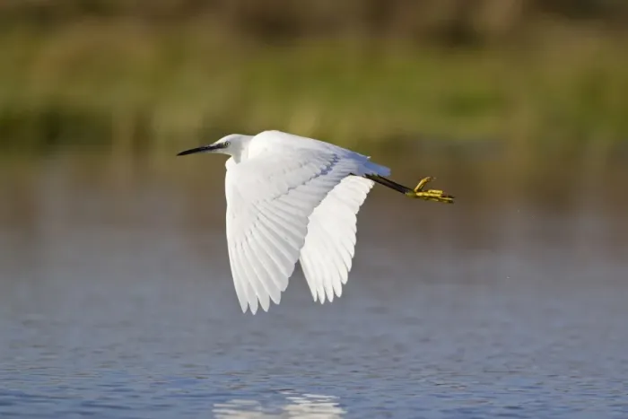 Framed Print : Little Egret (Egretta garzetta) adult, in flight over pond, Suffolk, England, November