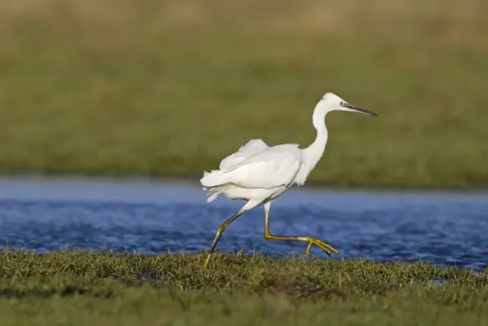 Framed Print : Little Egret (Egretta garzetta) adult, running across marshland, Suffolk, England, December Framed Print : Little Egret (Egretta garzetta) adult, running across marshland, Suffolk, England, December