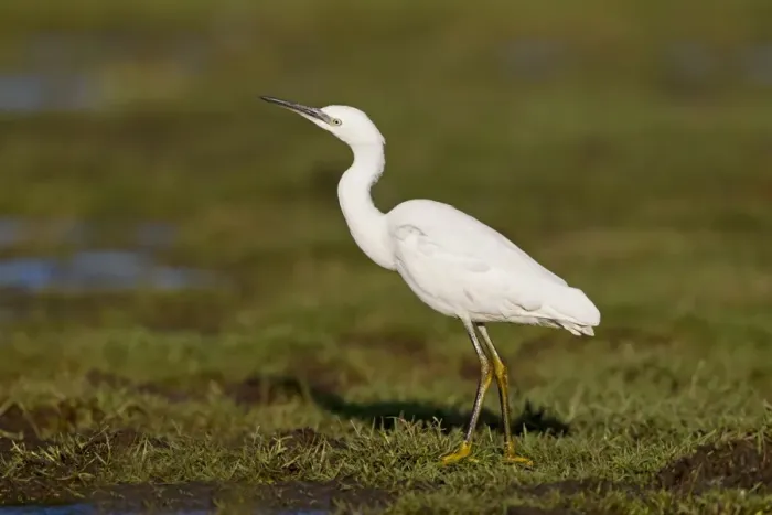 Framed Print : Little Egret (Egretta garzetta) adult, standing on marshland, Suffolk, England, December Framed Print : Little Egret (Egretta garzetta) adult, standing on marshland, Suffolk, England, December