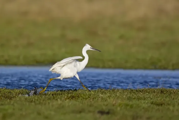 Framed Print : Little Egret (Egretta garzetta) adult, running across marshland, Suffolk, England, December Framed Print : Little Egret (Egretta garzetta) adult, running across marshland, Suffolk, England, December