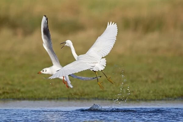 Little Egret (Egretta garzetta) adult, in flight, attacking Black-Headed Gull (Larus ridibundus) adult, winter plumage
