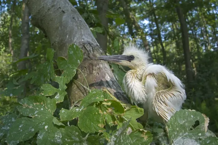 Framed Print : Little Egret (Egretta garzetta) chick, having fallen out of nest, Italy Framed Print : Little Egret (Egretta garzetta) chick, having fallen out of nest, Italy