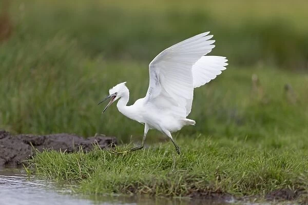 Little Egret (Egretta garzetta) juvenile, running on marsh with raised wings, calling to adult for food, Suffolk