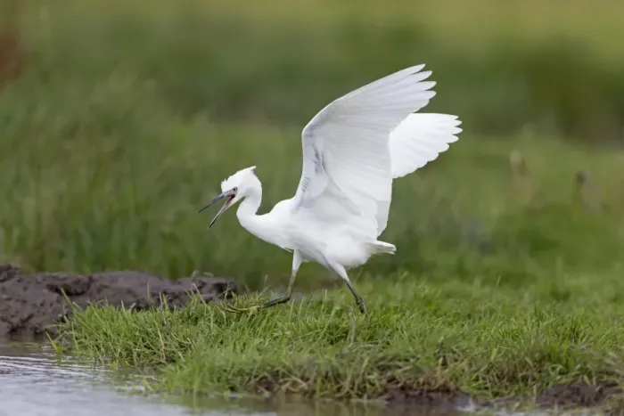 Framed Print : Little Egret (Egretta garzetta) juvenile, running on marsh with raised wings, calling to adult for food, Suffolk Framed Print : Little Egret (Egretta garzetta) juvenile, running on marsh with raised wings, calling to adult for food, Suffolk