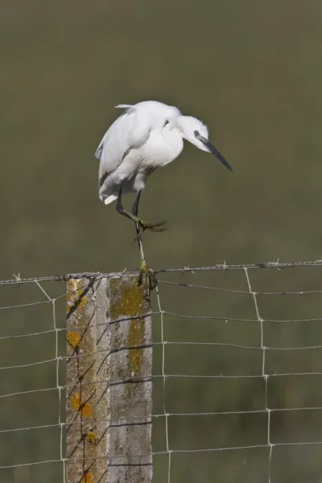 Framed Print : Little Egret on fence post - Coto Donana Spain Framed Print : Little Egret on fence post - Coto Donana Spain