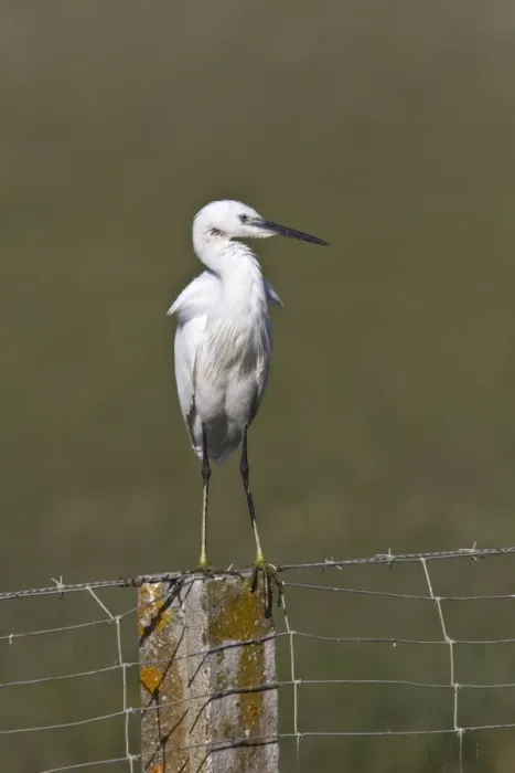 Framed Print : Little Egret on fence post - Coto Donana Spain