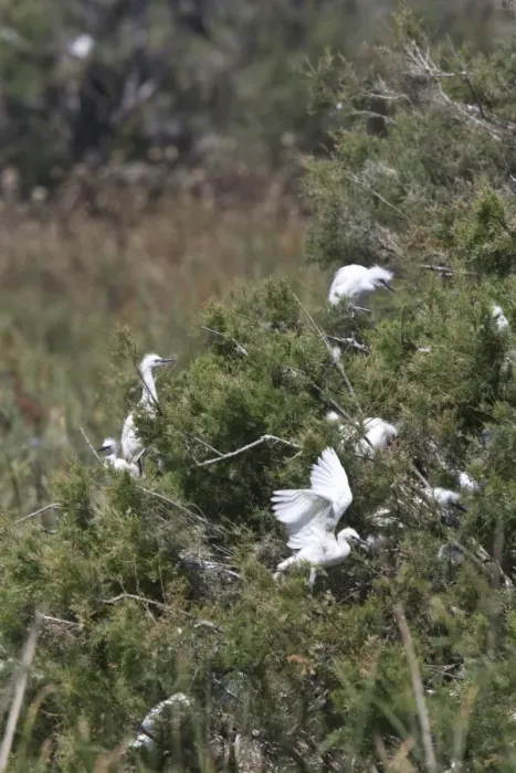 Framed Print : Little Egret rookery near the Valverde Centre, Coto Donana, Spain Framed Print : Little Egret rookery near the Valverde Centre, Coto Donana, Spain