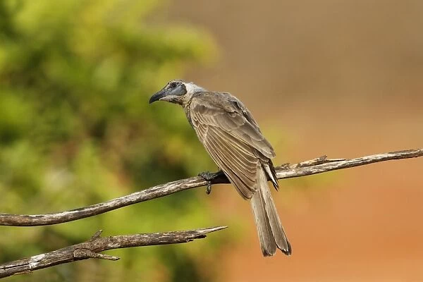 Little Friarbird (Philemon citreogularis) adult male, perched on branch, Northern Territory, Australia