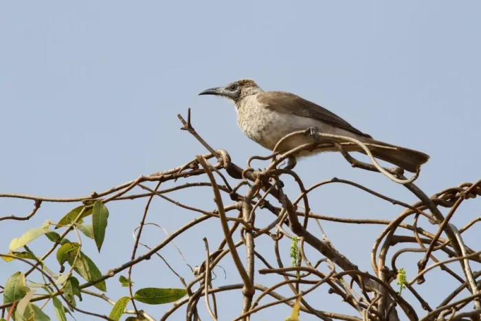 Framed Print : Little Friarbird (Philemon citreogularis) adult female, perched on twigs, Northern Territory, Australia Framed Print : Little Friarbird (Philemon citreogularis) adult female, perched on twigs, Northern Territory, Australia