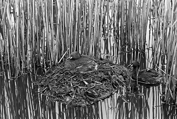 Little Grebe at nest with newly hatched chick, Minsmere. Taken by Eric Hosking in 1950