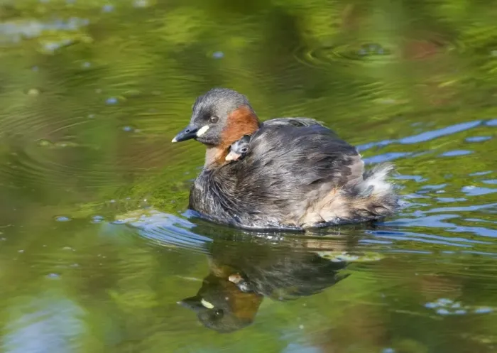 Framed Print : Little Grebe (Tachybaptus ruficollis) adult, with chick riding on back, swimming, Cley, Norfolk, England, august Framed Print : Little Grebe (Tachybaptus ruficollis) adult, with chick riding on back, swimming, Cley, Norfolk, England, august