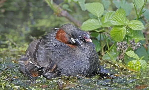 Little Grebe (Tachybaptus ruficollis) adult, with chick on back, at nest platform, Derbyshire, England, april