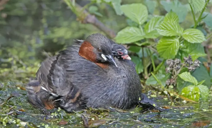 Framed Print : Little Grebe (Tachybaptus ruficollis) adult, with chick on back, at nest platform, Derbyshire, England, april