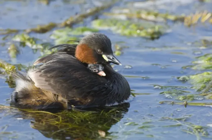 Framed Print : Little Grebe (Tachybaptus ruficollis) adult, with chick riding on back, swimming, Cley, Norfolk, England, august Framed Print : Little Grebe (Tachybaptus ruficollis) adult, with chick riding on back, swimming, Cley, Norfolk, England, august