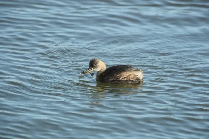 Framed Print : Little Grebe (Tachybaptus ruficollis) adult, winter plumage, feeding on shrimp, Weymouth Harbour, Dorset, England