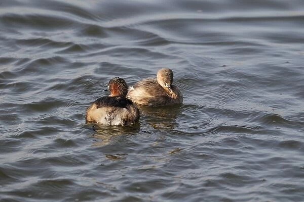 Little Grebe (Tachybaptus ruficollis) adult pair, summer plumage, male greeting female with whinnying trill after