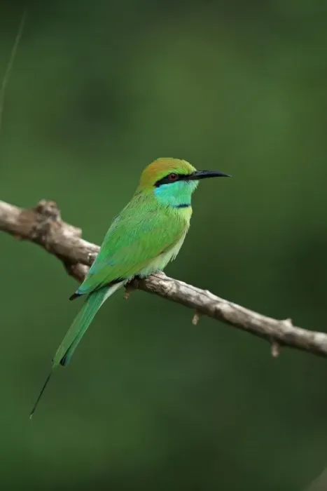 Framed Print : Little Green Bee-eater (Merops orientalis) adult, perched on twig, Sri Lanka, February Framed Print : Little Green Bee-eater (Merops orientalis) adult, perched on twig, Sri Lanka, February