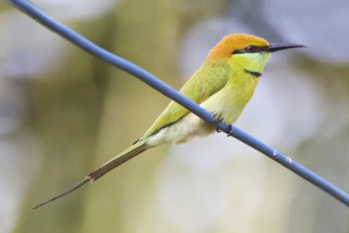 Framed Print : Little Green Bee-eater (Merops orientalis) adult, perched on wire, Mekong Delta, Vietnam, December Framed Print : Little Green Bee-eater (Merops orientalis) adult, perched on wire, Mekong Delta, Vietnam, December