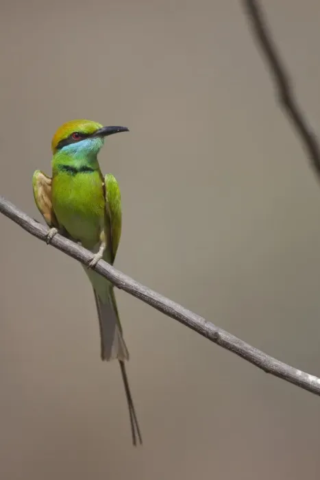 Framed Print : Little Green Bee-eater (Merops orientalis) adult, perched on twig, Kanha N. P. Madhya Pradesh, India Framed Print : Little Green Bee-eater (Merops orientalis) adult, perched on twig, Kanha N. P. Madhya Pradesh, India