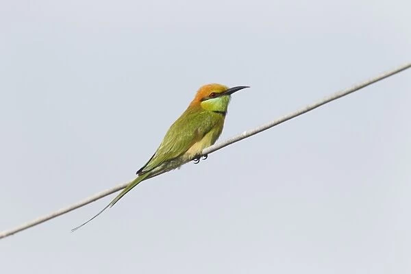 Little Green Bee-eater (Merops orientalis) adult, perched on wire, Mekong Delta, Vietnam, December