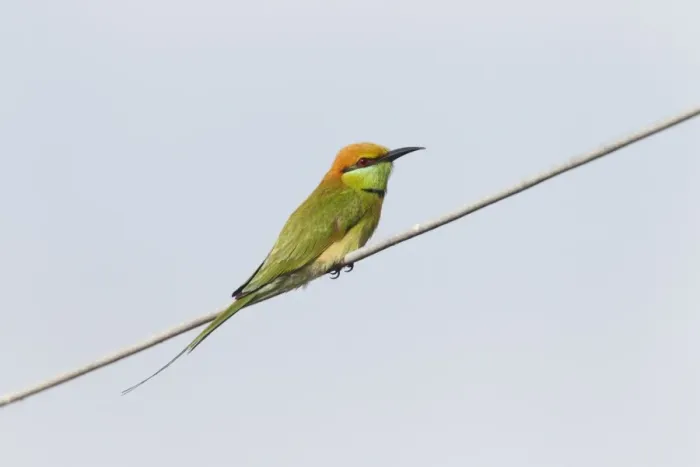 Framed Print : Little Green Bee-eater (Merops orientalis) adult, perched on wire, Mekong Delta, Vietnam, December Framed Print : Little Green Bee-eater (Merops orientalis) adult, perched on wire, Mekong Delta, Vietnam, December