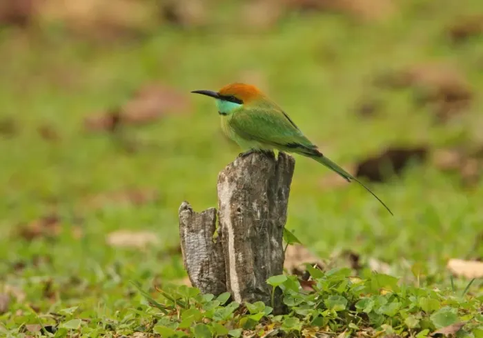 Framed Print : Little Green Bee-eater (Merops orientalis ceylonicus) endemic race, adult, perched on stump, Sri Lanka, december