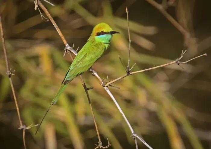Framed Print : Little Green Bee-eater (Merops orientalis orientalis) adult, perched on twig, Bandhavgarh N. P Framed Print : Little Green Bee-eater (Merops orientalis orientalis) adult, perched on twig, Bandhavgarh N. P