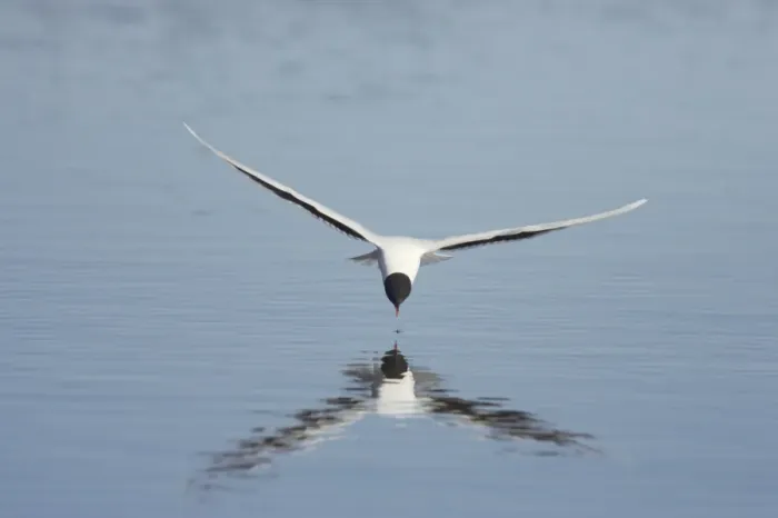 Framed Print : Little Gull (Larus minutus) adult, summer plumage, in flight, feeding on insects from surface of lake, Hailuoto Island, Oulu, Finland Framed Print : Little Gull (Larus minutus) adult, summer plumage, in flight, feeding on insects from surface of lake, Hailuoto Island, Oulu, Finland