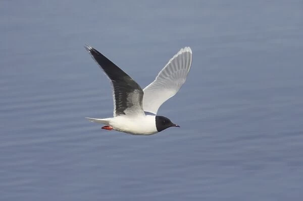 Little Gull (Larus minutus) adult, summer plumage, in flight over water, Hailuoto Island, Oulu, Finland