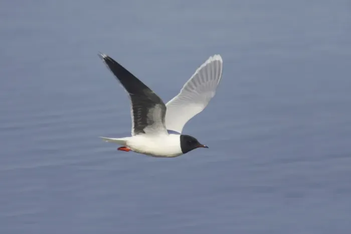 Framed Print : Little Gull (Larus minutus) adult, summer plumage, in flight over water, Hailuoto Island, Oulu, Finland