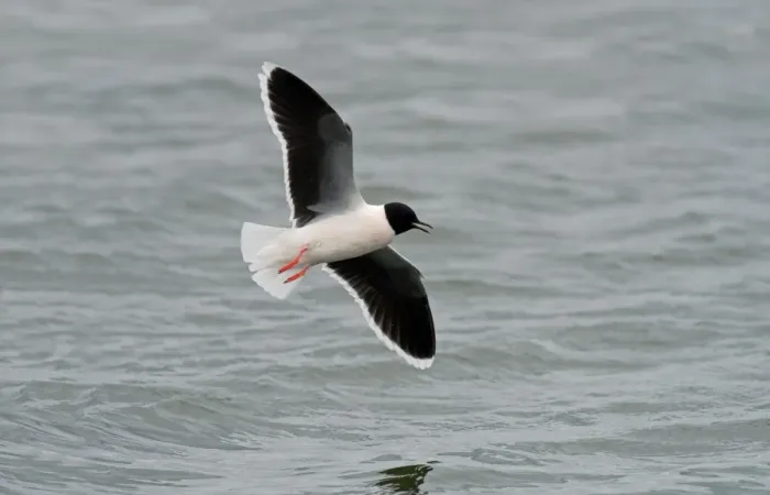 Framed Print : Little Gull (Larus minutus) adult, breeding plumage, in flight over water, Seaforth, Merseyside, England, April Framed Print : Little Gull (Larus minutus) adult, breeding plumage, in flight over water, Seaforth, Merseyside, England, April