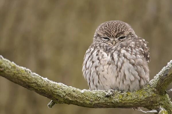 Little Owl (Athene noctua) adult, roosting on frosty branch in oak tree, Admaston, Staffordshire, England, December