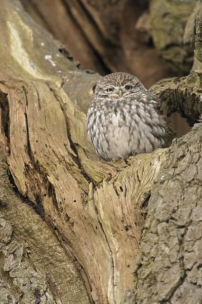 Little Owl (Athene noctua) adult, roosting in oak tree, Admaston, Staffordshire, England, December