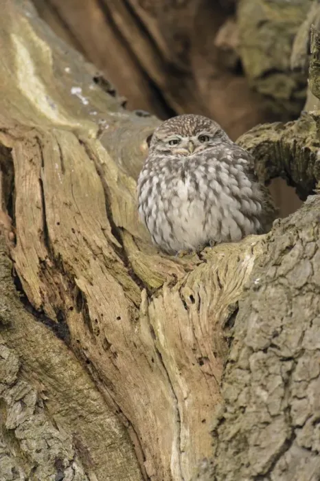 Framed Print : Little Owl (Athene noctua) adult, roosting in oak tree, Admaston, Staffordshire, England, December Framed Print : Little Owl (Athene noctua) adult, roosting in oak tree, Admaston, Staffordshire, England, December